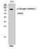 Glycogen Synthase 1 antibody, A03512S645, Boster Biological Technology, Western Blot image 