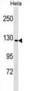 GTF2I Repeat Domain Containing 1 antibody, abx030038, Abbexa, Western Blot image 