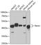 Renin antibody, 16-276, ProSci, Western Blot image 