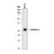 Granzyme A antibody, AF2905, R&D Systems, Western Blot image 