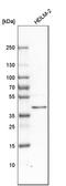 Peptidylprolyl Isomerase D antibody, HPA019520, Atlas Antibodies, Western Blot image 