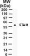 Signal Transducing Adaptor Molecule antibody, MA1-41179, Invitrogen Antibodies, Western Blot image 