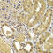 Sortilin 1 antibody, MBS9128697, MyBioSource, Immunohistochemistry frozen image 