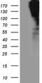 Sortilin Related Receptor 1 antibody, CF811229, Origene, Western Blot image 
