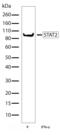 Signal Transducer And Activator Of Transcription 2 antibody, 710135, Invitrogen Antibodies, Western Blot image 