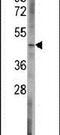 BCL2 Like 13 antibody, PA5-15042, Invitrogen Antibodies, Western Blot image 