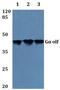 G Protein Subunit Alpha L antibody, LS-B11843, Lifespan Biosciences, Western Blot image 