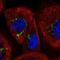 Zinc Finger Protein 345 antibody, NBP1-81635, Novus Biologicals, Immunofluorescence image 