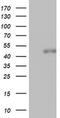 Spermatogenesis Associated 2 Like antibody, MA5-26538, Invitrogen Antibodies, Western Blot image 