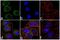 Protein Kinase CAMP-Activated Catalytic Subunit Beta antibody, 711615, Invitrogen Antibodies, Immunofluorescence image 