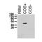 Potassium Voltage-Gated Channel Subfamily A Member Regulatory Beta Subunit 1 antibody, 73-018, Antibodies Incorporated, Western Blot image 