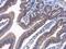 Angio-associated migratory cell protein antibody, NBP2-21597, Novus Biologicals, Immunohistochemistry paraffin image 