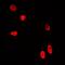 WD Repeat Domain 5 antibody, abx141661, Abbexa, Western Blot image 