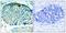 Heat Shock Protein Family B (Small) Member 1 antibody, GTX50276, GeneTex, Immunohistochemistry paraffin image 