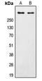 Protein Kinase, DNA-Activated, Catalytic Subunit antibody, LS-C352726, Lifespan Biosciences, Western Blot image 