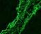 Toll Like Receptor 3 antibody, DDX0470A488-100, Novus Biologicals, Immunofluorescence image 