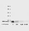 CD9 Molecule antibody, NBP1-44876, Novus Biologicals, Western Blot image 