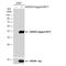 Hes Related Family BHLH Transcription Factor With YRPW Motif 1 antibody, NBP2-16818, Novus Biologicals, Western Blot image 