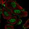 Coiled-Coil Domain Containing 107 antibody, HPA050442, Atlas Antibodies, Immunofluorescence image 