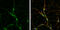 Solute Carrier Family 6 Member 1 antibody, GTX133150, GeneTex, Immunofluorescence image 