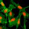Histone Cluster 4 H4 antibody, M14495-10, Boster Biological Technology, Immunocytochemistry image 