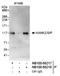 KN motif and ankyrin repeat domain-containing protein 2 antibody, NB100-68218, Novus Biologicals, Western Blot image 