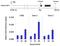 E1A Binding Protein P300 antibody, PA1-848, Invitrogen Antibodies, Chromatin Immunoprecipitation image 