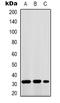 Free Fatty Acid Receptor 1 antibody, LS-C368782, Lifespan Biosciences, Western Blot image 