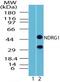 N-Myc Downstream Regulated 1 antibody, PA5-23158, Invitrogen Antibodies, Western Blot image 