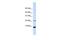 Small Nuclear Ribonucleoprotein Polypeptide F antibody, GTX47382, GeneTex, Western Blot image 