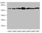 NEDD8 Activating Enzyme E1 Subunit 1 antibody, LS-C676116, Lifespan Biosciences, Western Blot image 