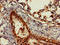 Granzyme K antibody, LS-C678159, Lifespan Biosciences, Immunohistochemistry paraffin image 