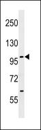 Salt Inducible Kinase 1 antibody, LS-B9981, Lifespan Biosciences, Western Blot image 