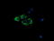 Cytochrome C Oxidase Subunit 6A1 antibody, LS-C115386, Lifespan Biosciences, Immunofluorescence image 