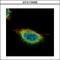 Glucocorticoid Modulatory Element Binding Protein 1 antibody, GTX115465, GeneTex, Immunofluorescence image 