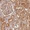 Trafficking Protein Particle Complex 4 antibody, HPA039752, Atlas Antibodies, Immunohistochemistry frozen image 