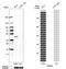 Peroxisome Proliferator Activated Receptor Gamma antibody, HPA063663, Atlas Antibodies, Western Blot image 