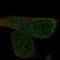 EF-Hand Calcium Binding Domain 13 antibody, PA5-54733, Invitrogen Antibodies, Immunofluorescence image 