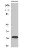 Nuclear Receptor Interacting Protein 3 antibody, A17131, Boster Biological Technology, Western Blot image 