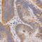 Purinergic Receptor P2Y11 antibody, A3061, ABclonal Technology, Immunohistochemistry paraffin image 