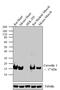 Caveolin 3 antibody, PA1-066, Invitrogen Antibodies, Western Blot image 