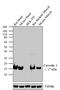 Caveolin 3 antibody, PA1-066, Invitrogen Antibodies, Western Blot image 