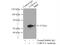 Coronin 1A antibody, 17760-1-AP, Proteintech Group, Immunoprecipitation image 