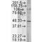 Glycogen Synthase Kinase 3 Beta antibody, PA5-77835, Invitrogen Antibodies, Western Blot image 