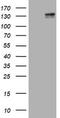 c-Kit antibody, LS-C175533, Lifespan Biosciences, Western Blot image 