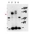 Nuclear Receptor Coactivator 3 antibody, orb345599, Biorbyt, Western Blot image 