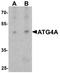 Autophagy Related 4A Cysteine Peptidase antibody, A06539, Boster Biological Technology, Western Blot image 