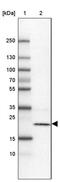 Transmembrane Protein 126B antibody, PA5-53178, Invitrogen Antibodies, Western Blot image 