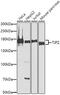 Tight Junction Protein 2 antibody, 13-214, ProSci, Western Blot image 