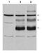 MYB Proto-Oncogene, Transcription Factor antibody, GTX48705, GeneTex, Western Blot image 